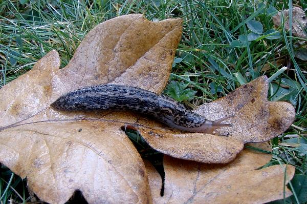 Photo of Limax maximus by Val George